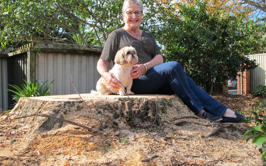 Mighty tree felled for safety