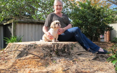 Mighty tree felled for safety