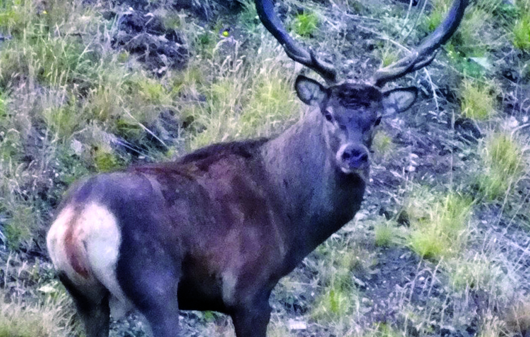 Poaching still rife