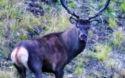 Poaching still rife