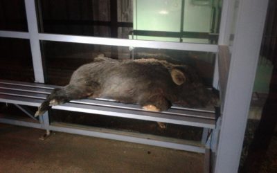 Dead pig left in Richmond bus stop