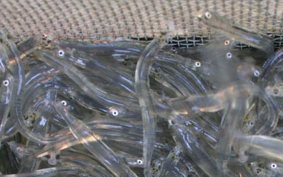 Call for protection of whitebait