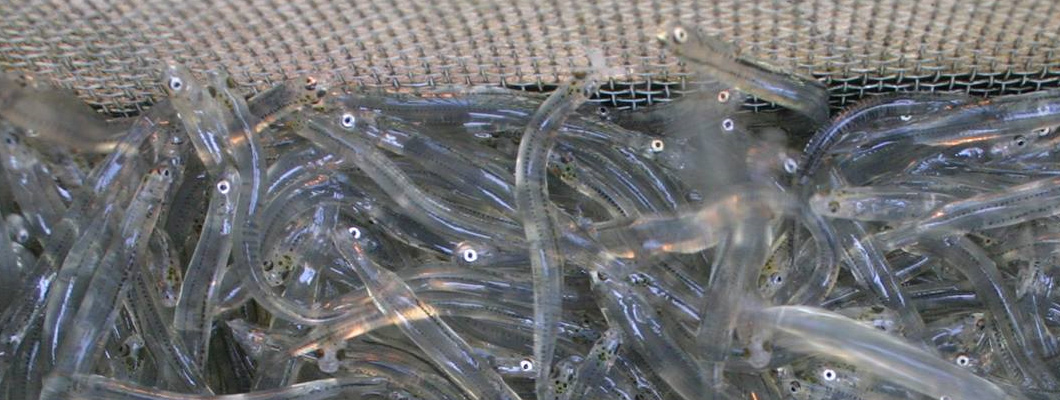 Call for protection of whitebait