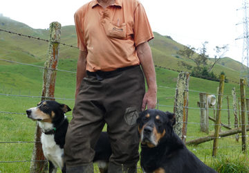 Sheep dogs display their style at A&P Show