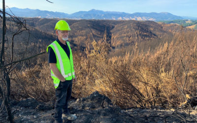 Forestry company still assessing cost