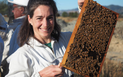 Hive health checks offered