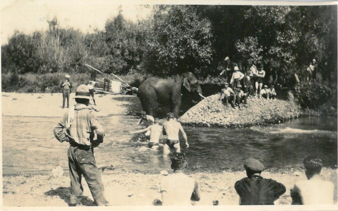 Elephants in Wai-iti River