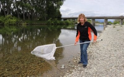 Whitebait plentiful this season