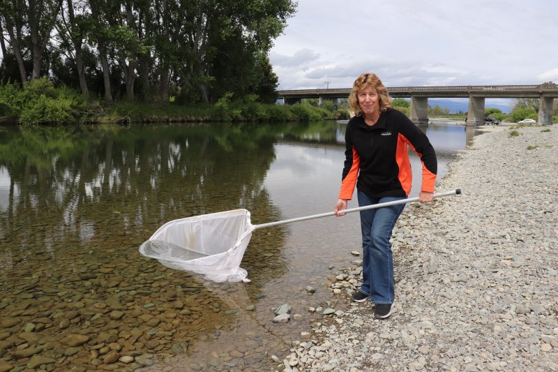 Whitebait plentiful this season