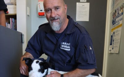 Free dog microchipping month