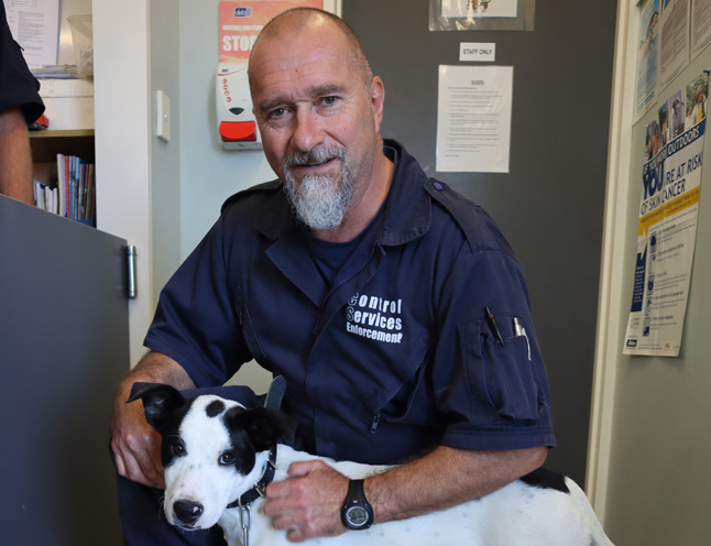 Free dog microchipping month