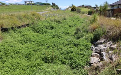 Invasive weeds threaten Richmond waterways