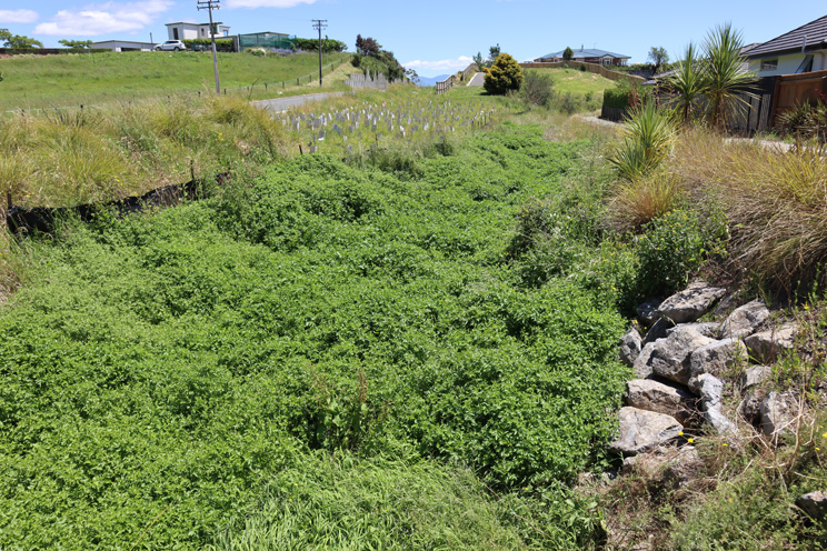 Invasive weeds threaten Richmond waterways