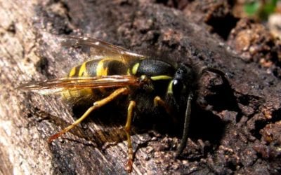 Tasman to tackle wasps with non-native predators