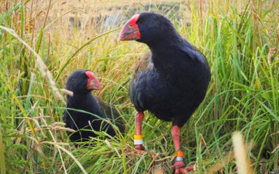 Keeping takahe off extinction list